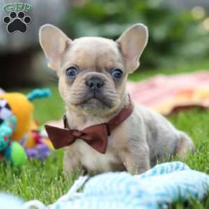 Ike, French Bulldog Puppy